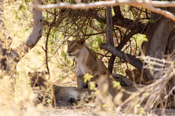 Lvi v okavango delta — Stock fotografie