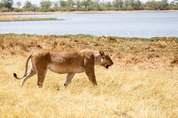 Лев в дельте Окаванго — стоковое фото