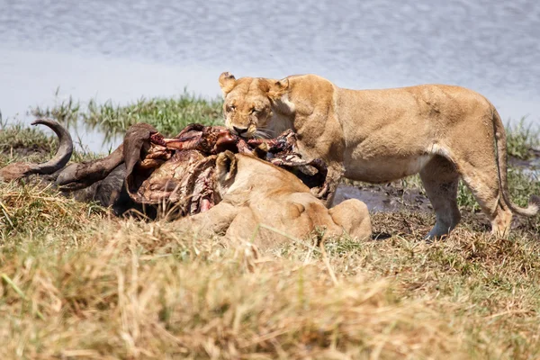 León comiendo búfalo — Foto de Stock