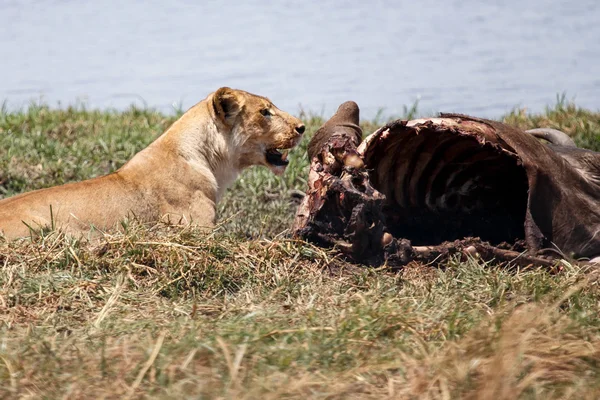 Leão comendo búfalo — Fotografia de Stock