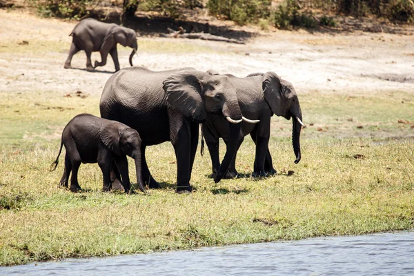 Wilde olifanten in chobe rivier — Stockfoto