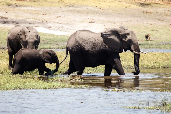 Elefantes selvagens em Chobe River — Fotografia de Stock