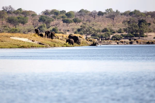 Mandria di elefanti nel fiume Chobe — Foto Stock
