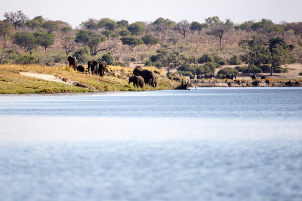 Elephants Herd in Chobe River