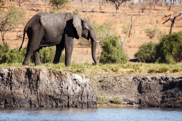 Éléphant à Chobe River — Photo