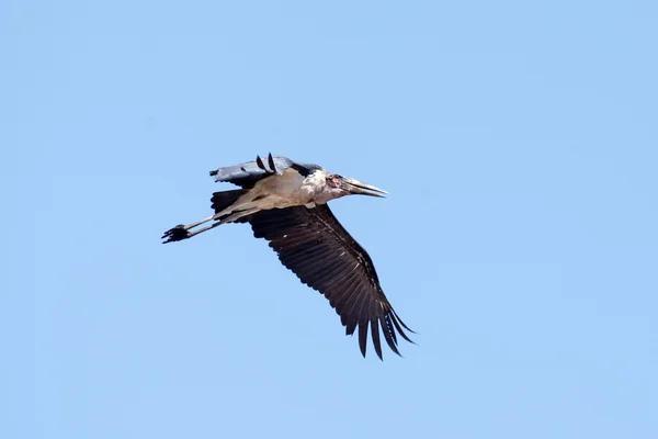 Maribus-Storch fliegt — Stockfoto