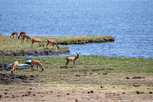 Antilopy v řece chobe — Stock fotografie