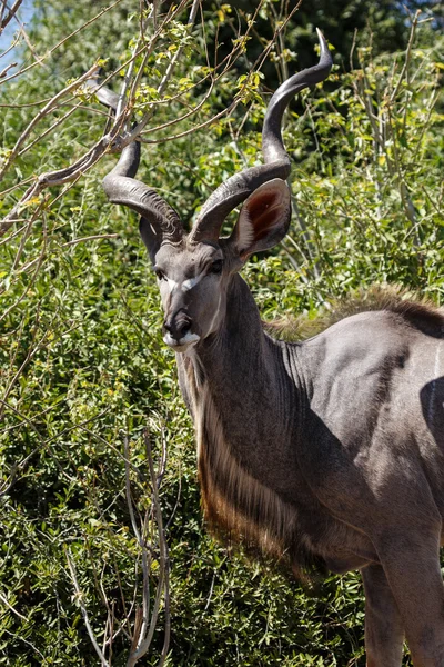 Maschio maggiore Kudu — Foto Stock