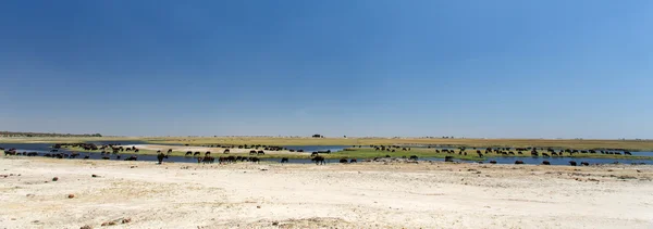 Buvoli v řece chobe — Stock fotografie