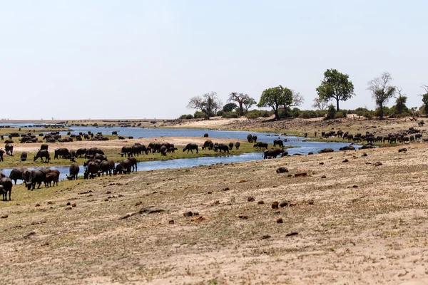 Buffels in chobe rivier — Stockfoto