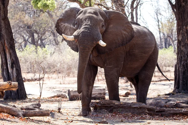 Злой слон-мужчина — стоковое фото