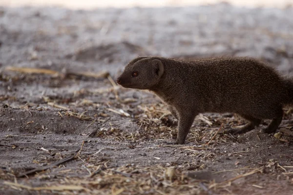 Banded Mongoose — Stock Photo, Image