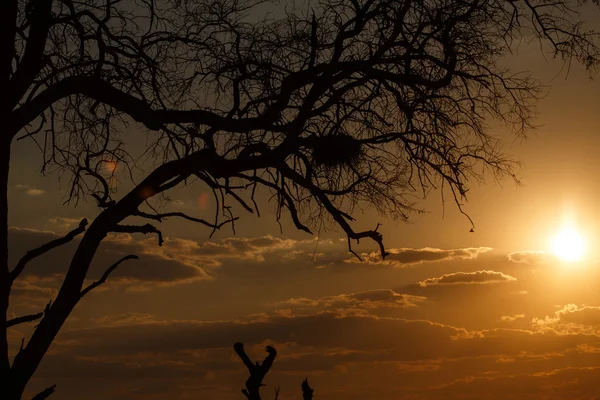 Ηλιοβασίλεμα πάνω από την chobe — Φωτογραφία Αρχείου