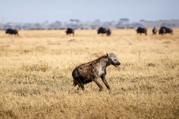 Hyena's in chobe national park — Stockfoto