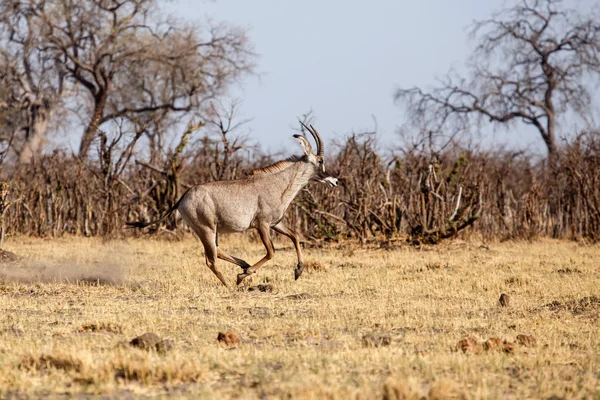 Büyük erkek kudu — Stok fotoğraf