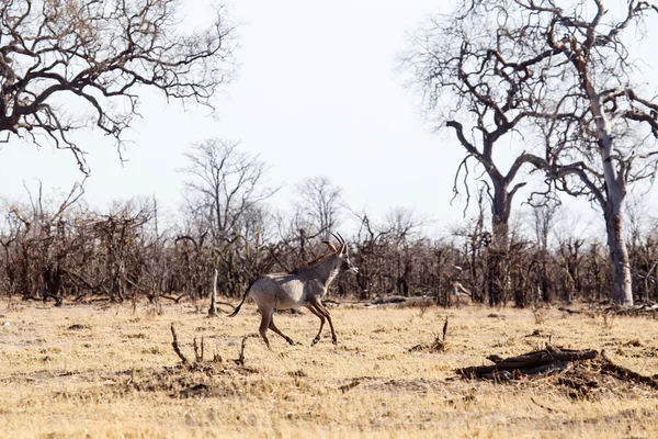 Greater Male Kudu — Stock Photo, Image