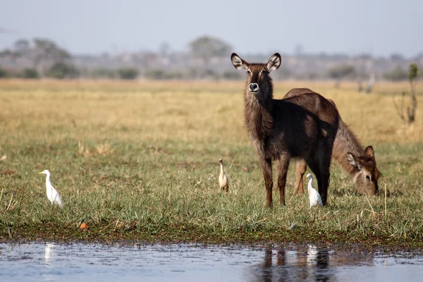 Female Waterbucks — Stock Photo, Image