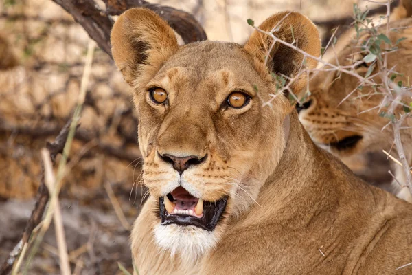 Leoni femmine al Delta dell'Okavango — Foto Stock