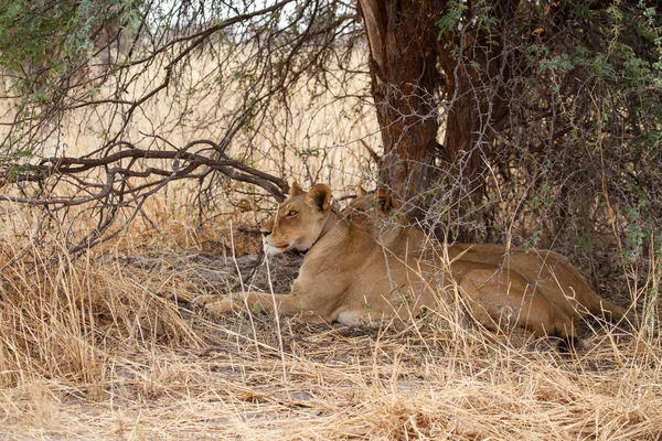 在奥卡万戈三角洲的狮子 — 图库照片