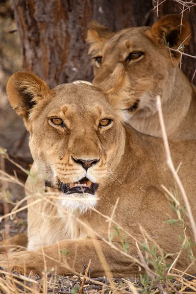 Lions in Okavangodelta — Stockfoto