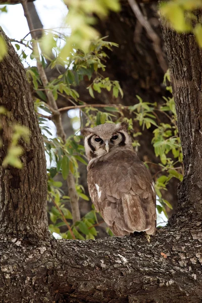 Verreaux Eagle-Owl — Stock Photo, Image