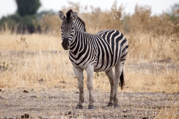 Zebra v okavango delta — Stock fotografie