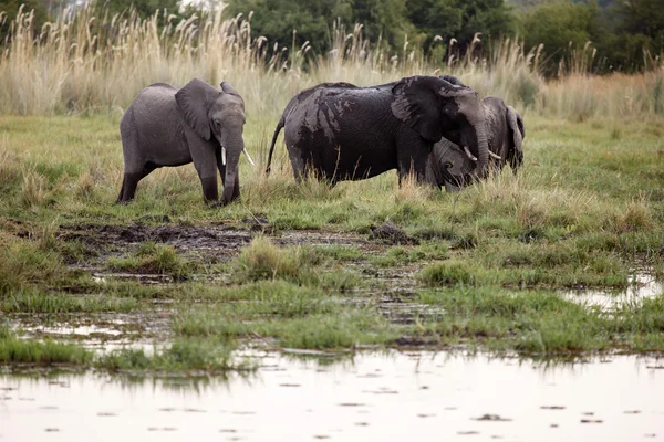 Afrikanska elefanter i okavango delta. — Stockfoto