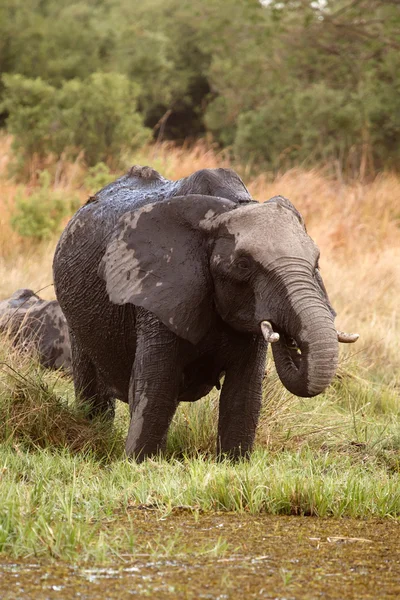 Elefantes africanos em Okavango Delta — Fotografia de Stock