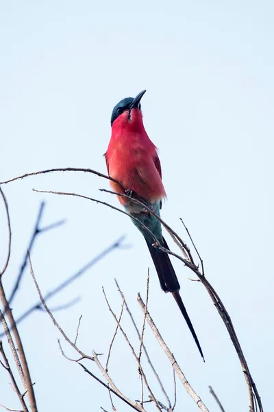 Southern Carmine Bee-eater — Stock Photo, Image