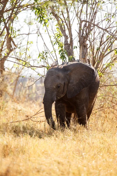 Elefante africano em Okavango Delta — Fotografia de Stock