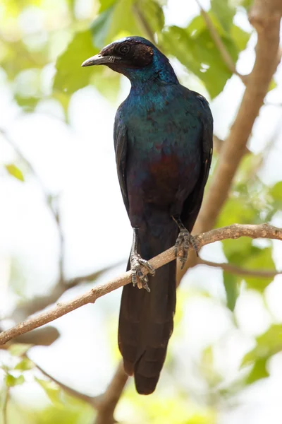 Meve Longtailed Starling — Stock Photo, Image
