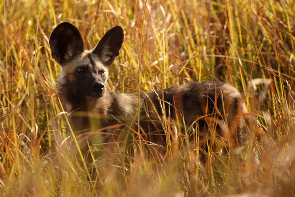 Wilde hond in Okavangodelta — Stockfoto