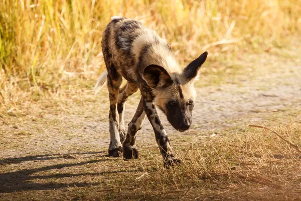 Câine sălbatic în Delta Okavango — Fotografie, imagine de stoc