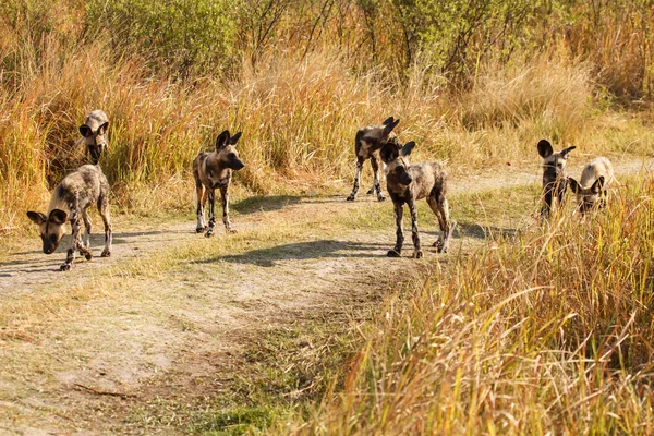 Perros salvajes en el Delta del Okavango — Foto de Stock