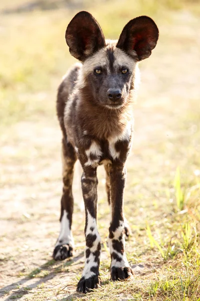 Cão selvagem no Delta do Okavango — Fotografia de Stock