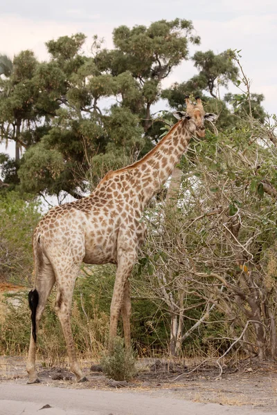 Girafe en Delta de l'Okavango — Photo