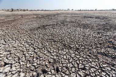 Okavango Deltası