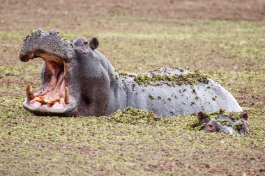 okavango Deltası'nda su aygırı