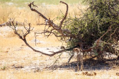 Cheetah okavango Deltası'nda