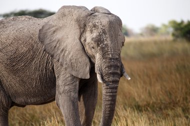 okavango Deltası'nda Afrika fili