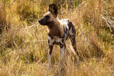 Wild Dog at Okavango Delta clipart