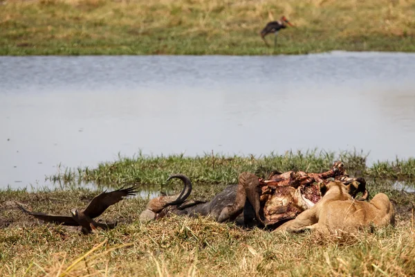 Lion at Okavango Delta — Stock Photo, Image