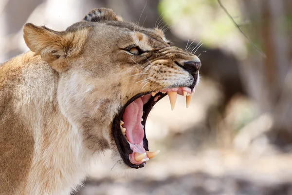 Rozzuřený Lev growl — Stock fotografie