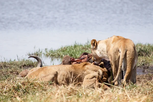 Leão comendo búfalo — Fotografia de Stock