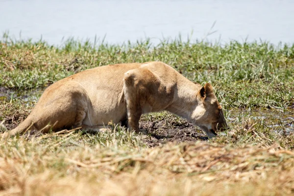 Lev v Okavango Delta — Stock fotografie