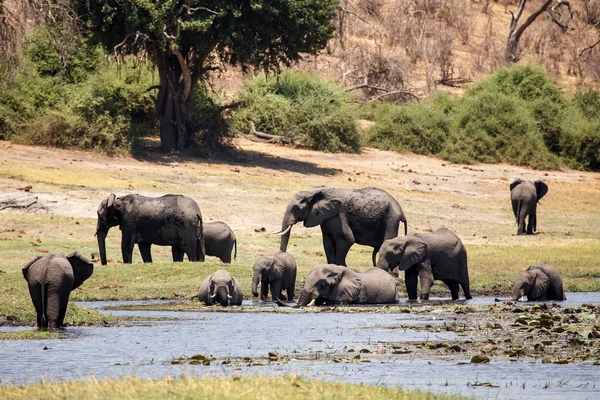 Elefanti selvatici nel fiume Chobe — Foto Stock