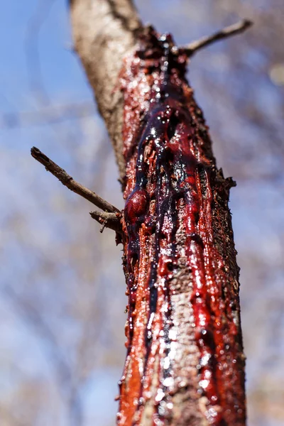 Sanguinamento tronco d'albero Sap — Foto Stock