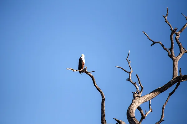 African Fish Eagle — Stock Photo, Image