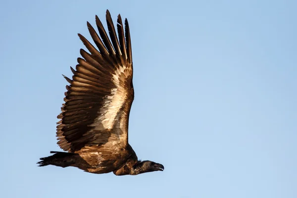 Abutre de apoio branco Bird — Fotografia de Stock