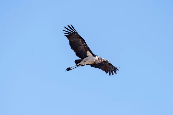 Maribou Cicogna Volare — Foto Stock